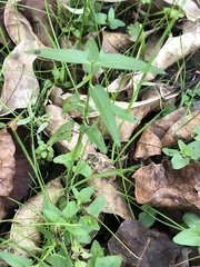 Scutellaria racemosa