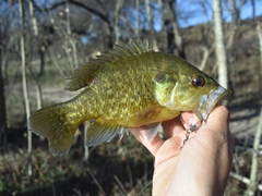 Lepomis gulosus