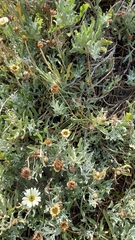 Arctotis stoechadifolia