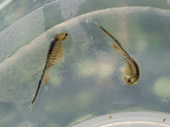 Branchinecta cornigera