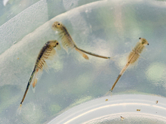 Branchinecta cornigera