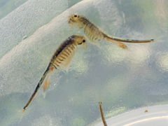 Branchinecta cornigera