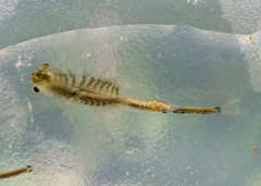 Branchinecta cornigera