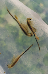 Branchinecta cornigera