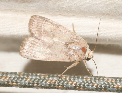 Cutworm photo 4