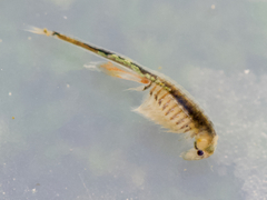 Branchinecta cornigera