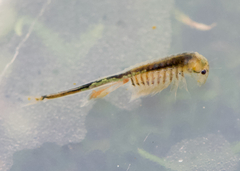 Branchinecta cornigera