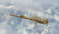 Branchinecta cornigera