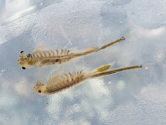 Branchinecta cornigera