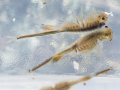 Branchinecta cornigera