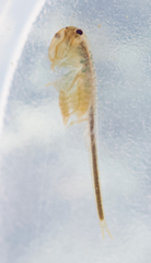 Branchinecta cornigera