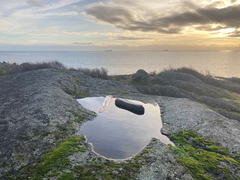 Branchinecta cornigera