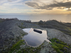 Branchinecta cornigera