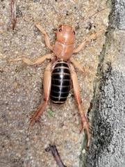 Stenopelmatidae