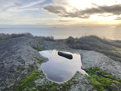 Branchinecta cornigera