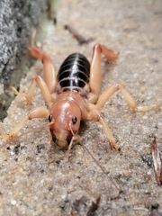Stenopelmatidae