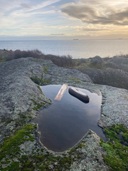 Branchinecta cornigera