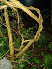 Banisteriopsis caapi