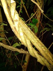 Banisteriopsis caapi