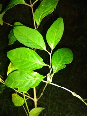 Banisteriopsis caapi