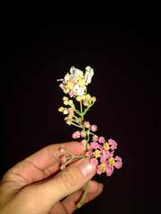 Banisteriopsis caapi