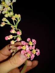 Banisteriopsis caapi