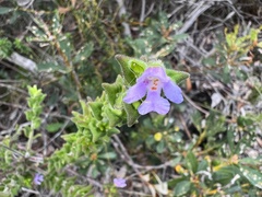 Prostanthera densa