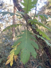 Bocconia frutescens