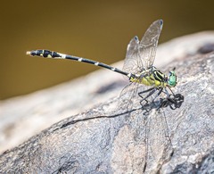 Austrogomphus amphiclitus