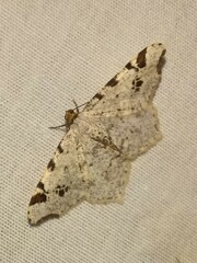 Macaria notata