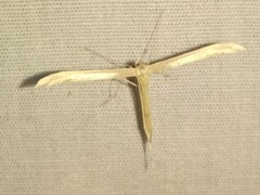 Hellinsia homodactylus