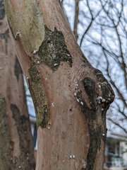 Eriococcus lagerstroemiae