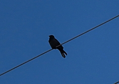 Corvus corone corone