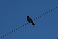 Corvus corone corone