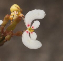 Stylidium involucratum