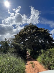 Copaifera langsdorffii