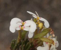 Stylidium involucratum