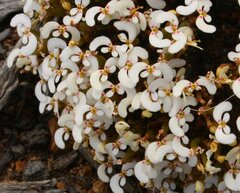 Stylidium involucratum