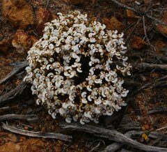 Stylidium involucratum