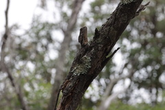 Chlamydosaurus kingii