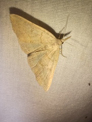 Chytolita morbidalis