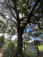 Copaifera langsdorffii