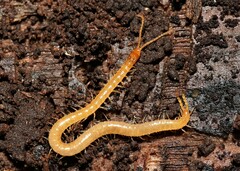 Schendyla nemorensis