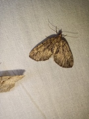 Larentiinae