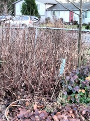 Poecile atricapillus