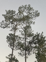 Pinus occidentalis