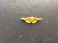 Pyrinioides sinuosus