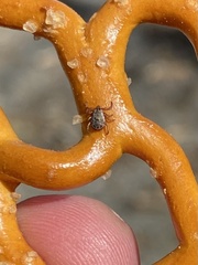 Dermacentor occidentalis