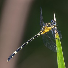 Austrogomphus amphiclitus