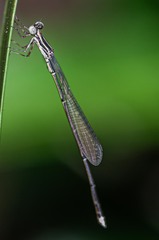 Rhadinosticta simplex